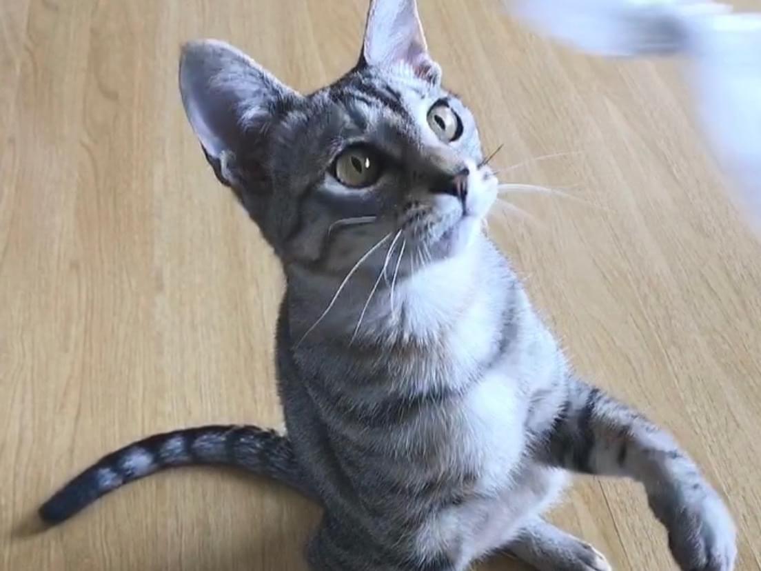 ランちゃん ランちゃん