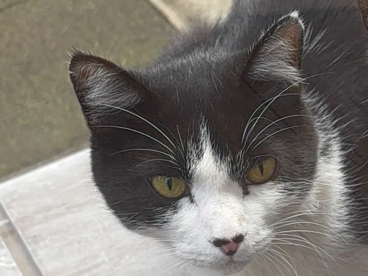 目撃された猫