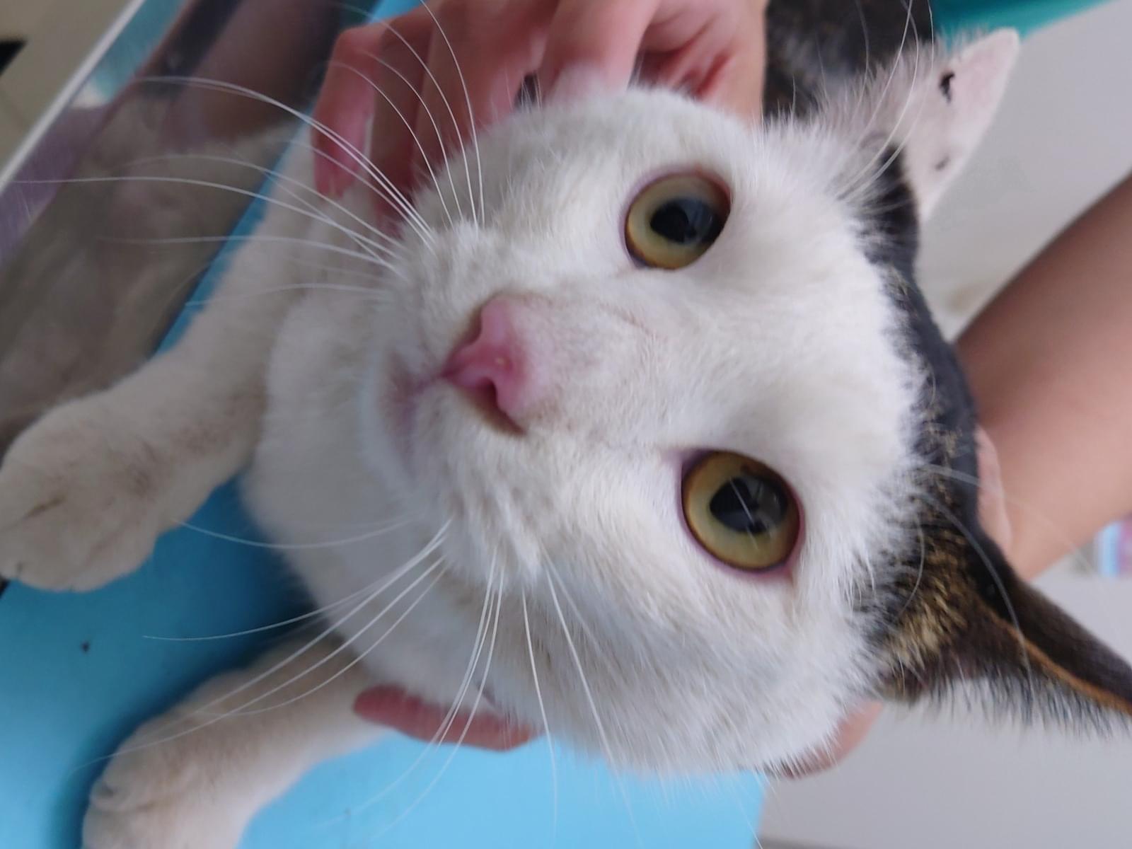 保護された猫 保護された猫