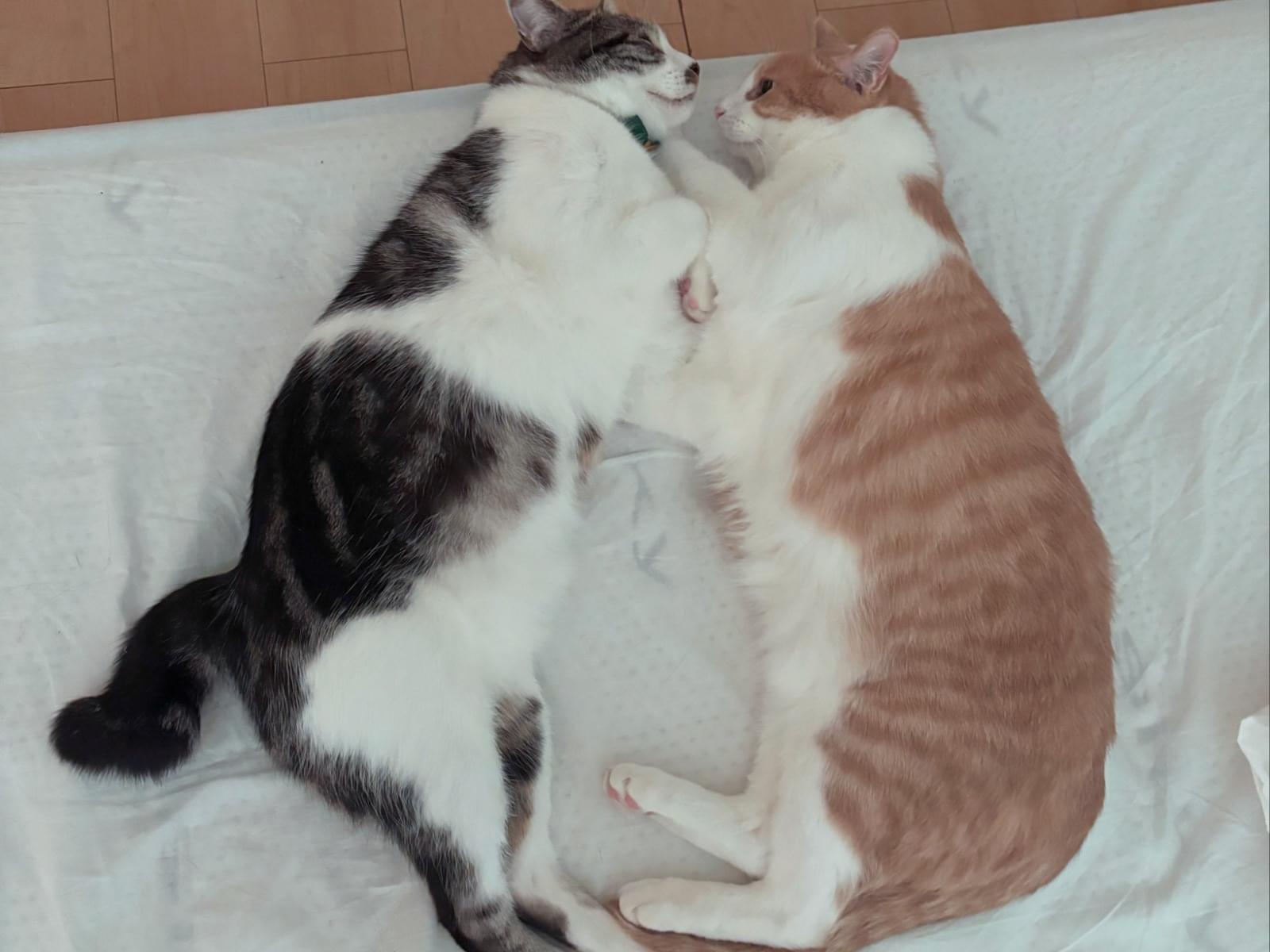 きなこちゃん きなこちゃん