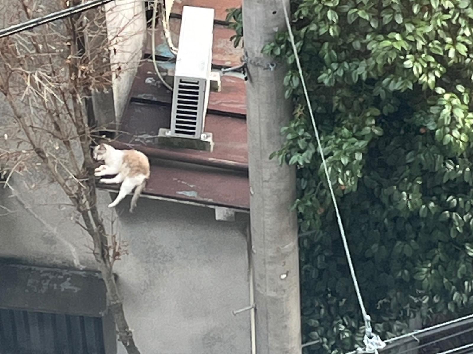 目撃された猫 目撃された猫