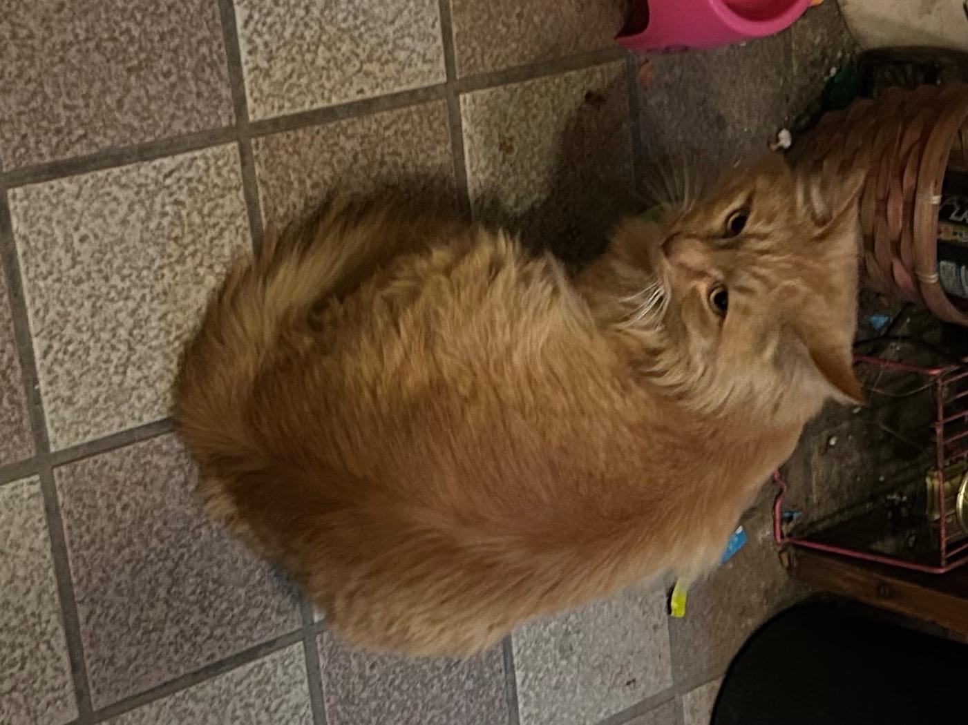 目撃された猫 目撃された猫