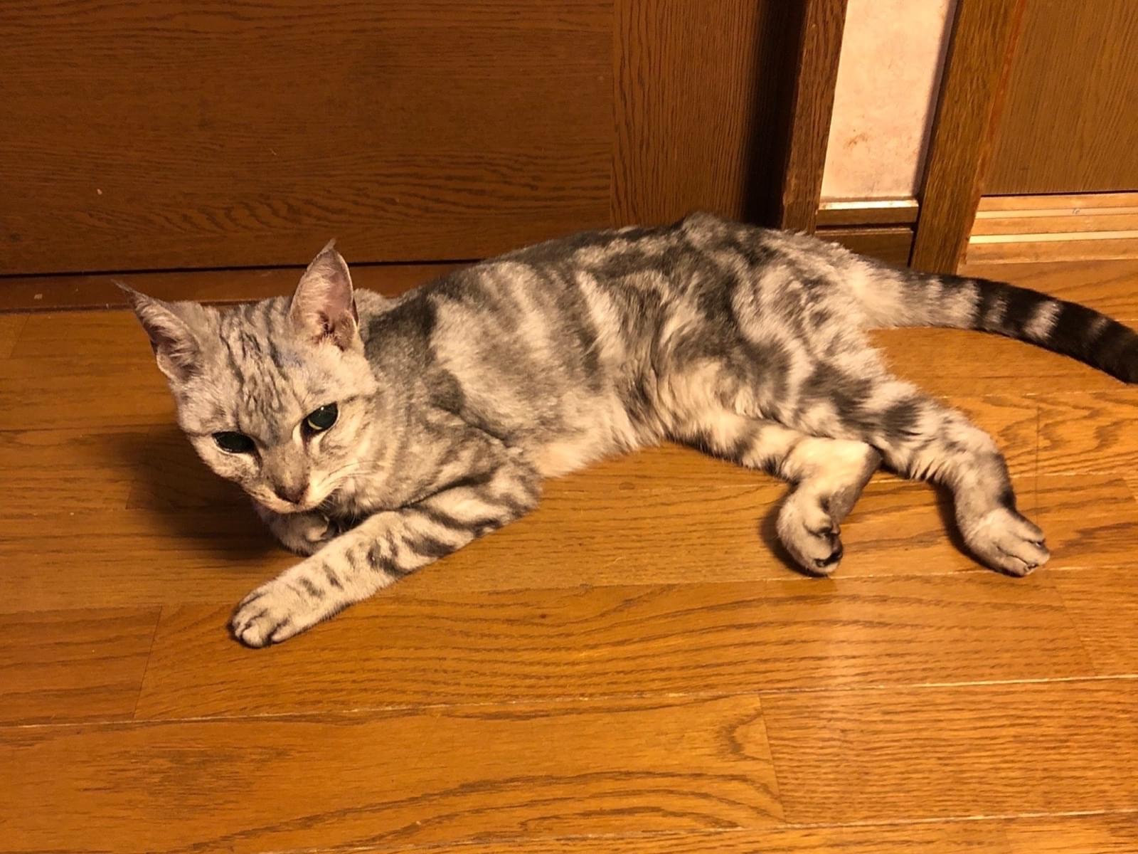 保護された猫 保護された猫