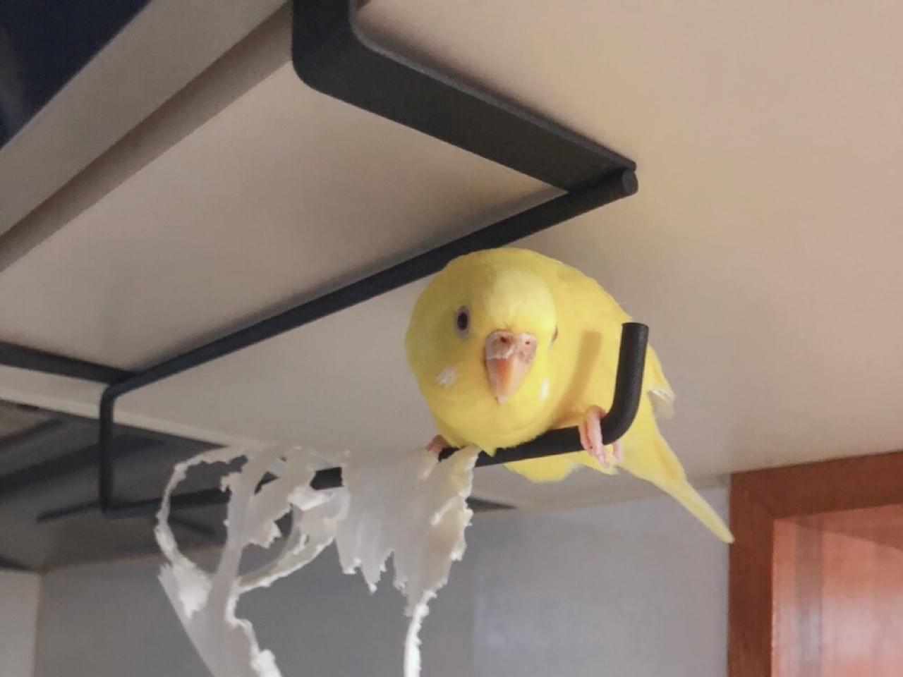 リブちゃん リブちゃん