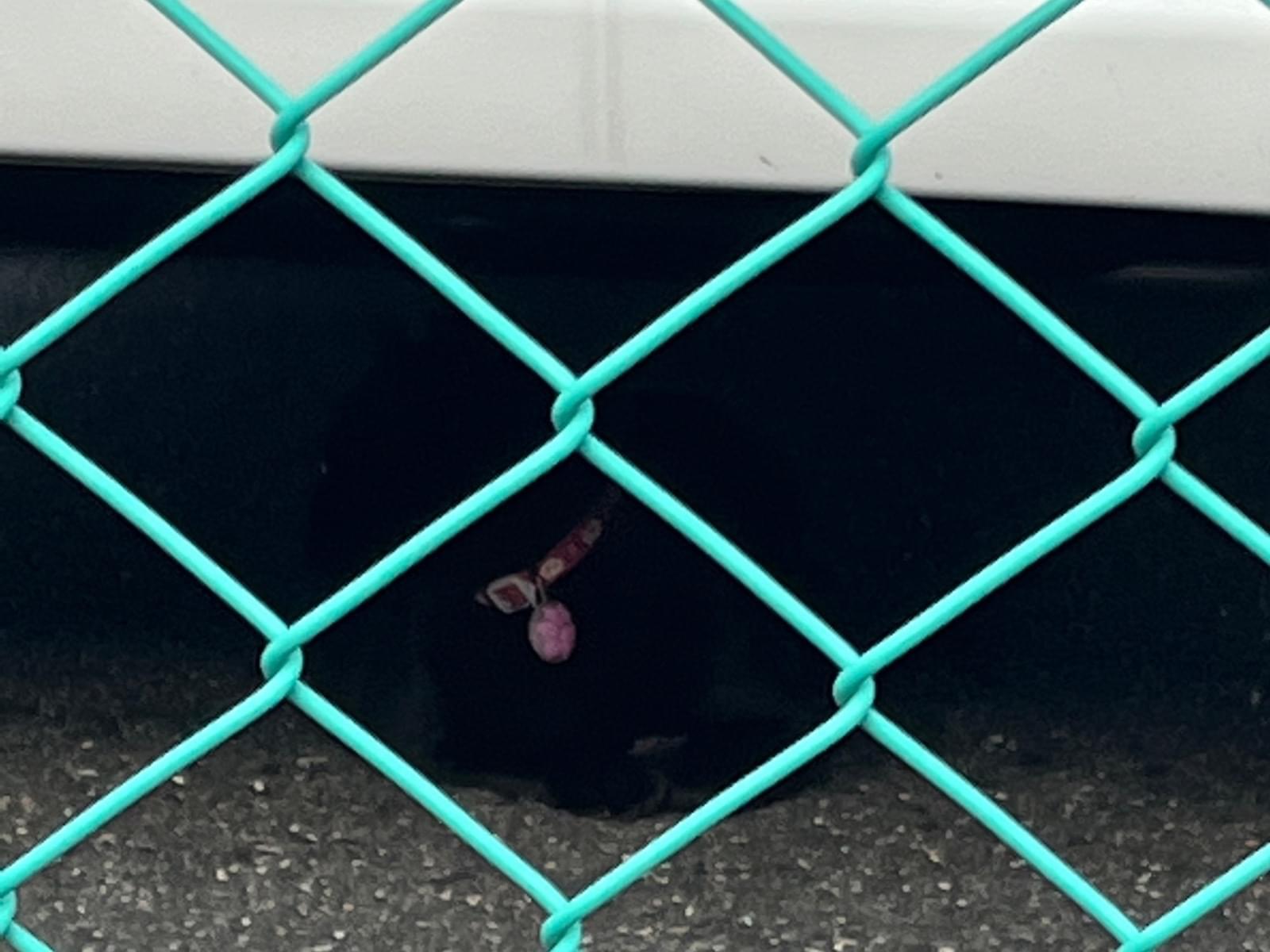 目撃された猫 目撃された猫