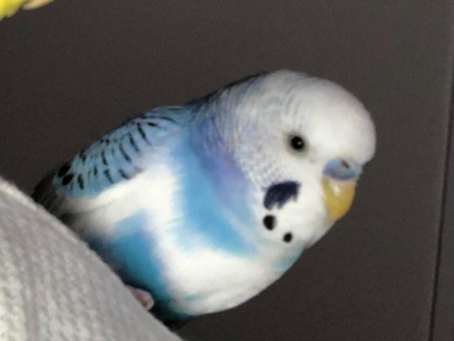 ぺんちゃん ぺんちゃん