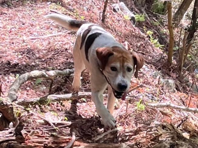 目撃された犬 目撃された犬