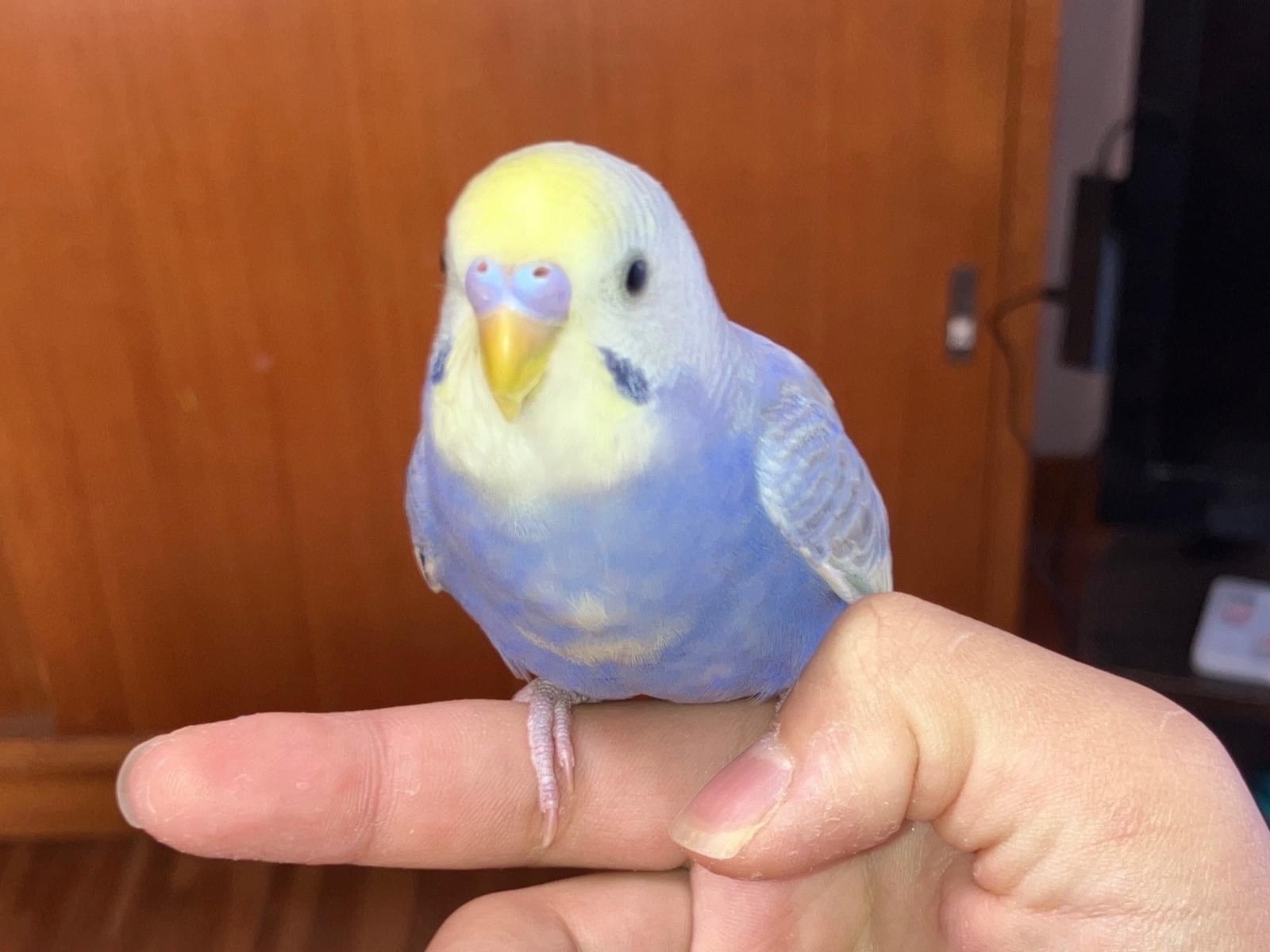 もなかちゃん もなかちゃん