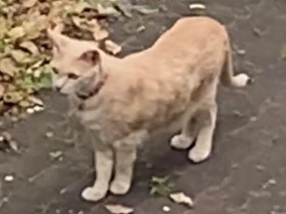 目撃された猫 目撃された猫