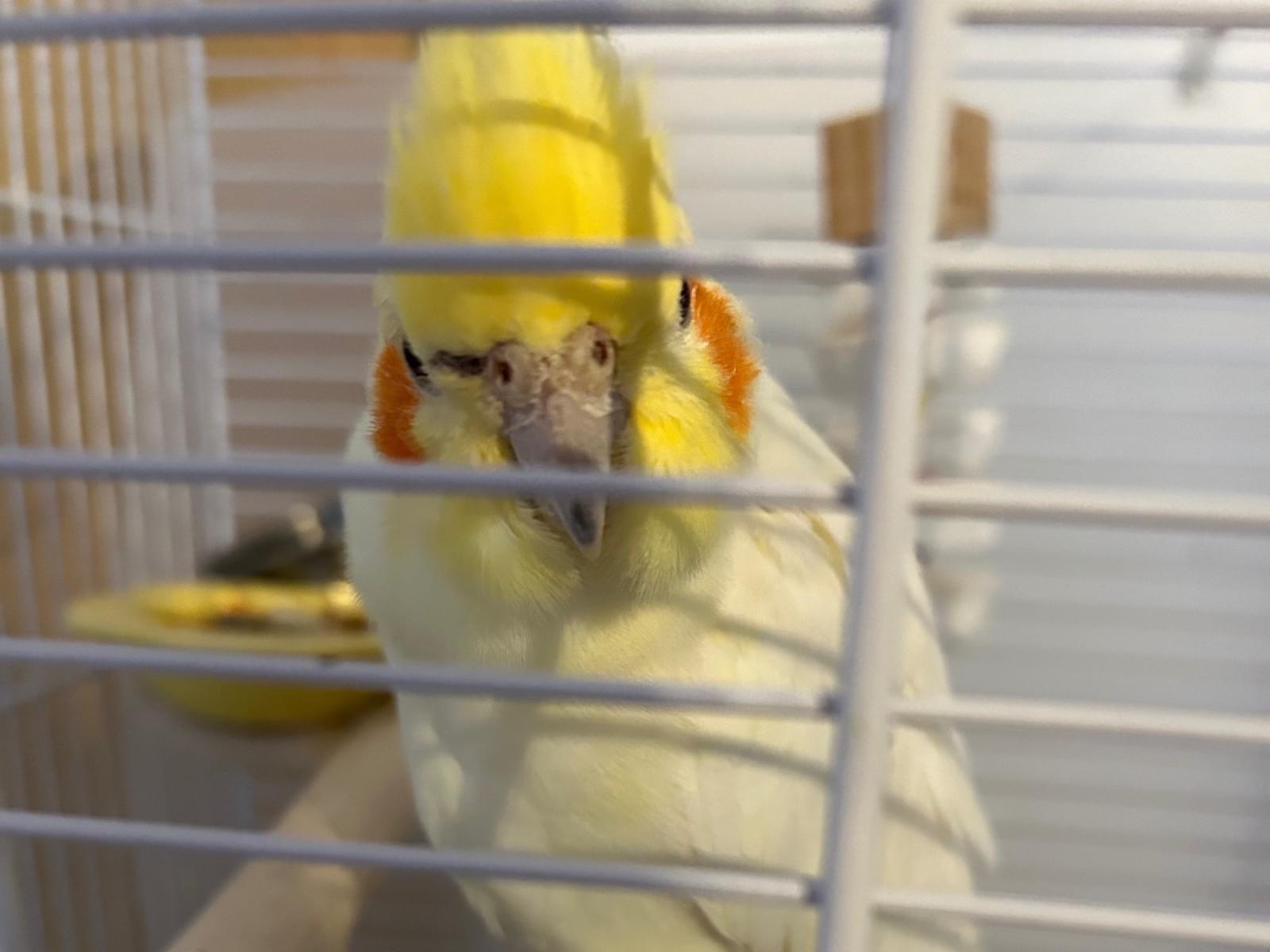 保護された鳥 保護された鳥