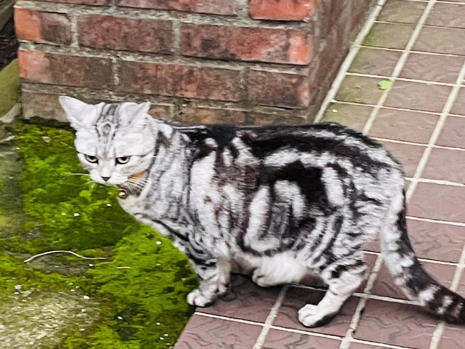 目撃された猫 目撃された猫