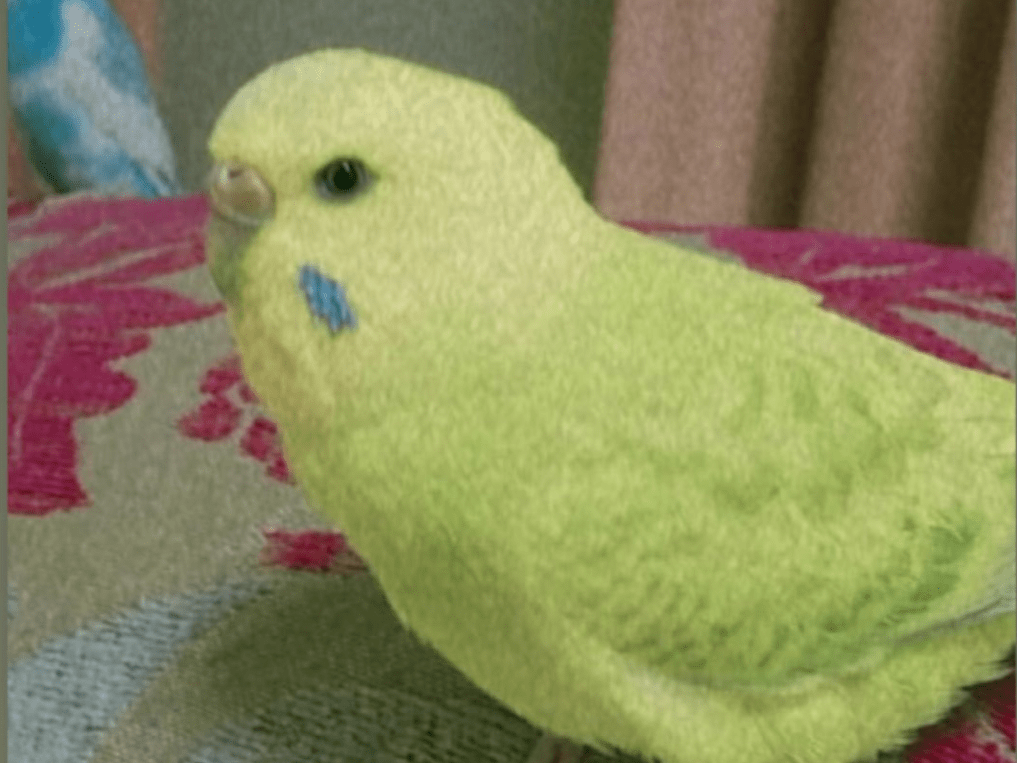 ピーちゃん ピーちゃん