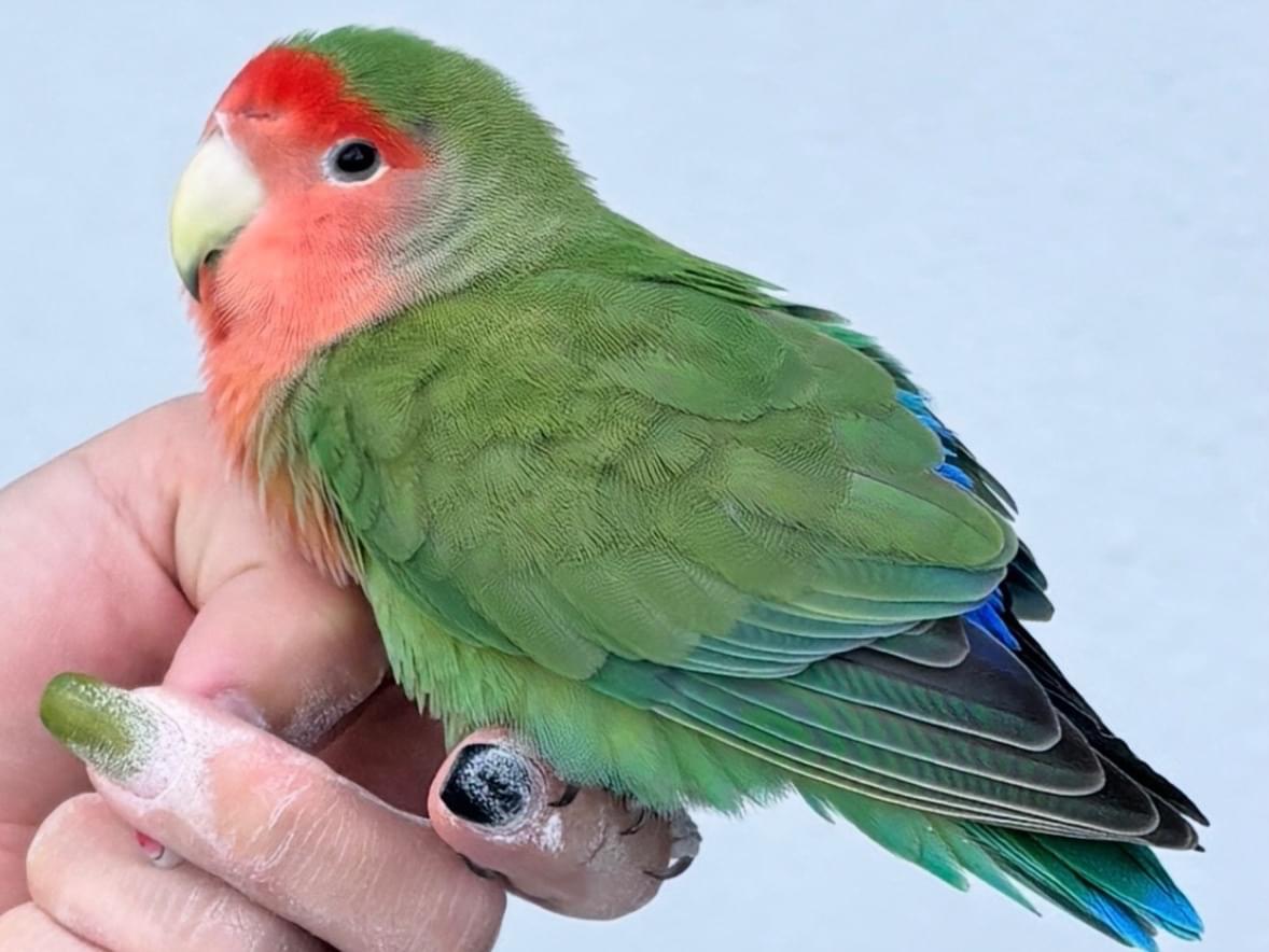 保護された鳥 保護された鳥