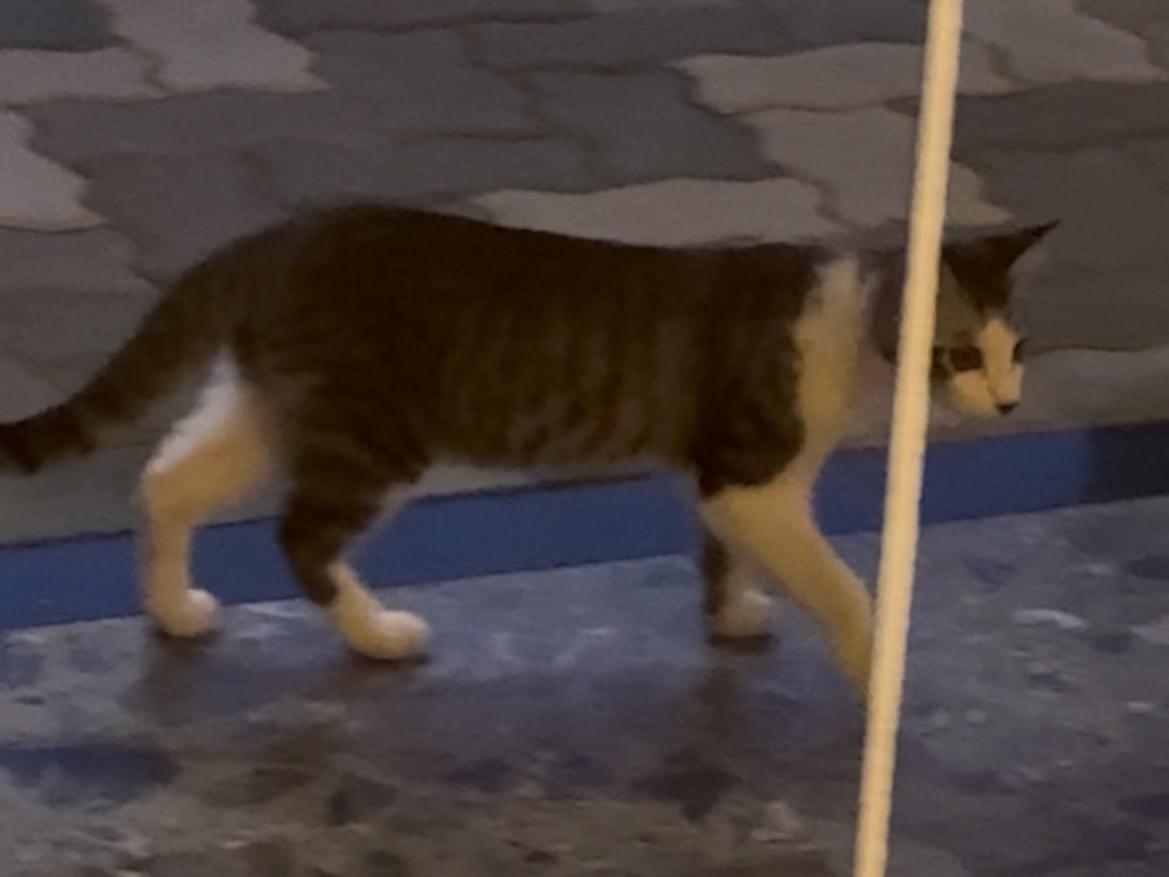 目撃された猫 目撃された猫