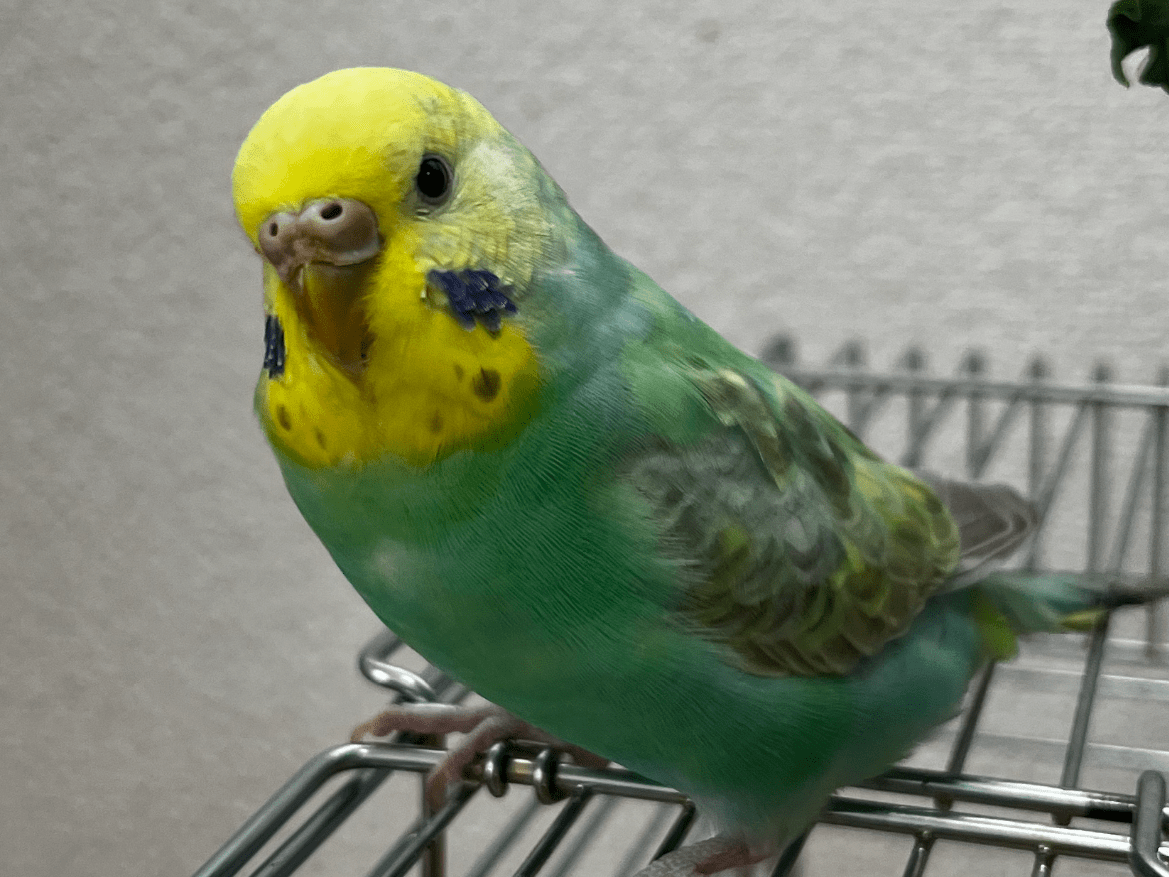 ぱるちゃん ぱるちゃん