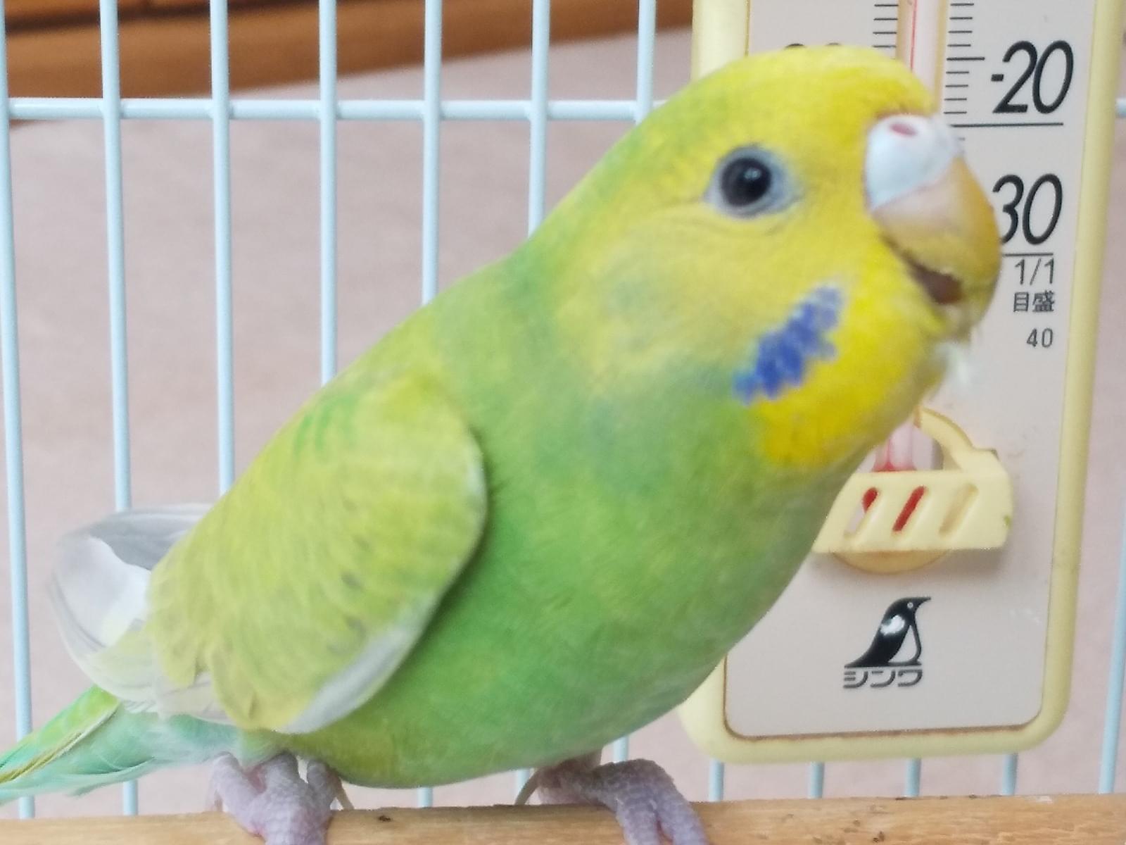 ピーコちゃん ピーコちゃん