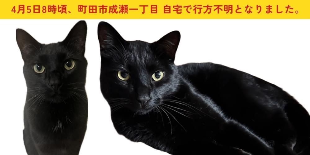 黒猫 ページ‍ 大きめのスラッとした黒猫を探してます。