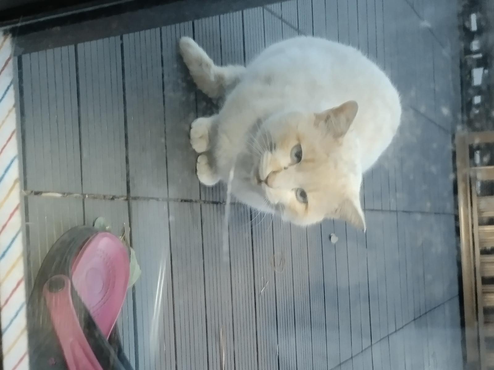 保護された猫 保護された猫