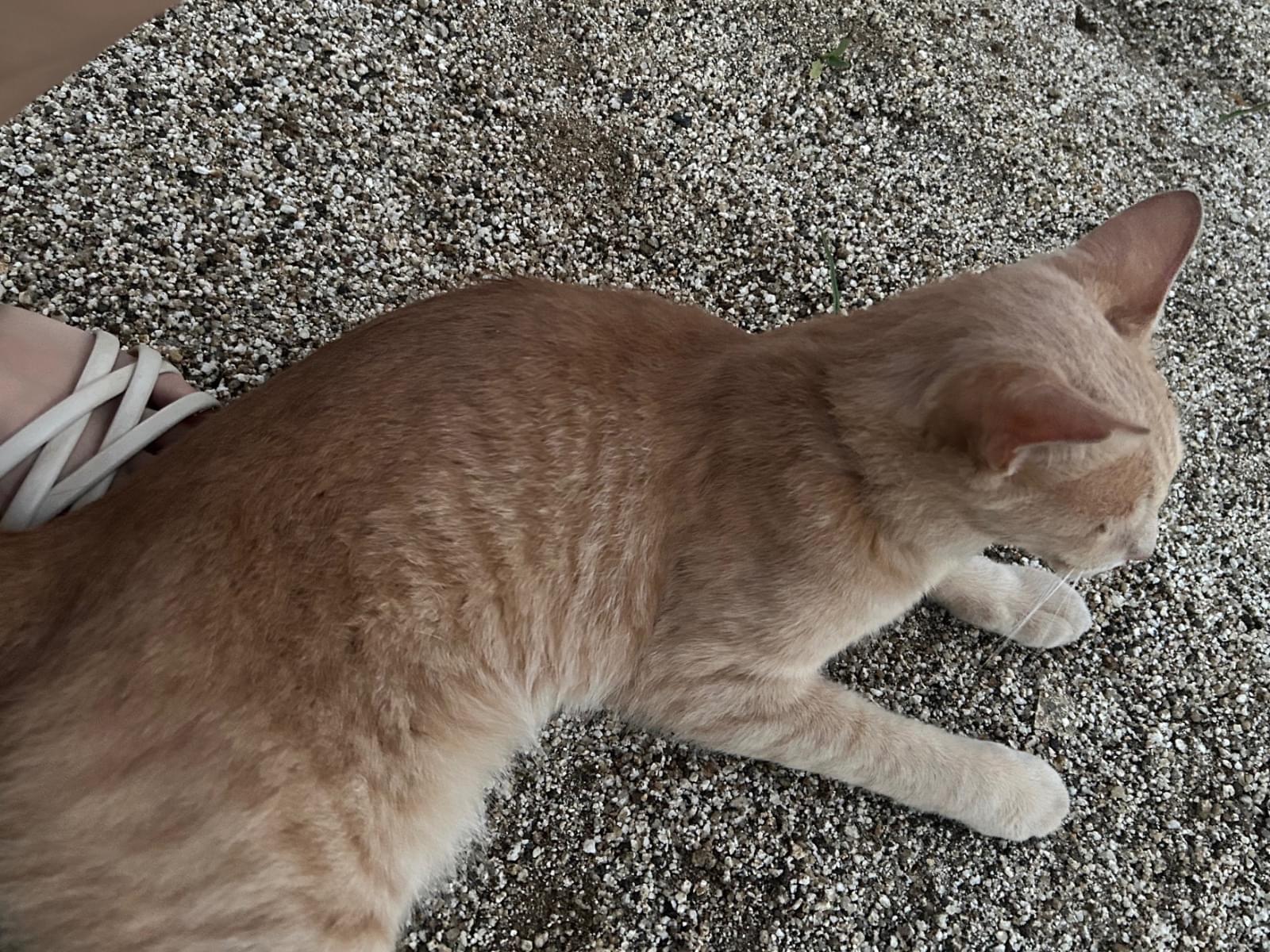 目撃された猫 目撃された猫