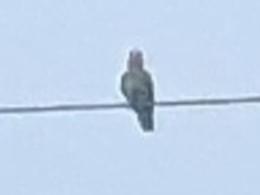 目撃された鳥 目撃された鳥