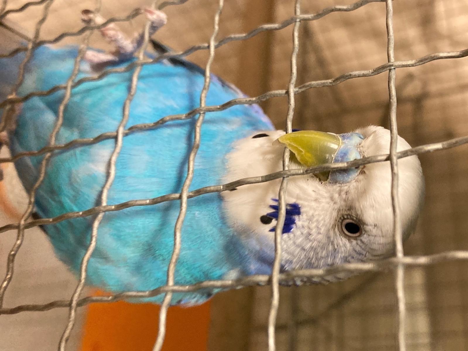 ラムネちゃん ラムネちゃん