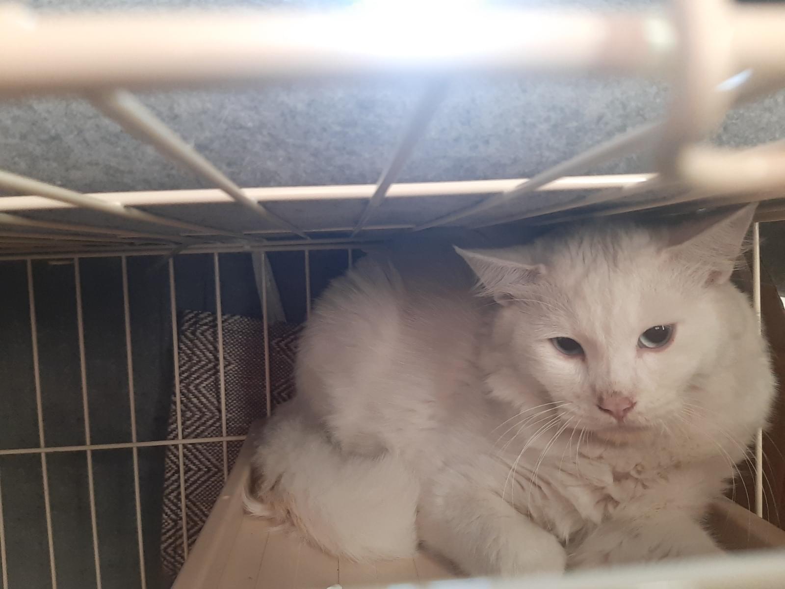 保護された猫 保護された猫