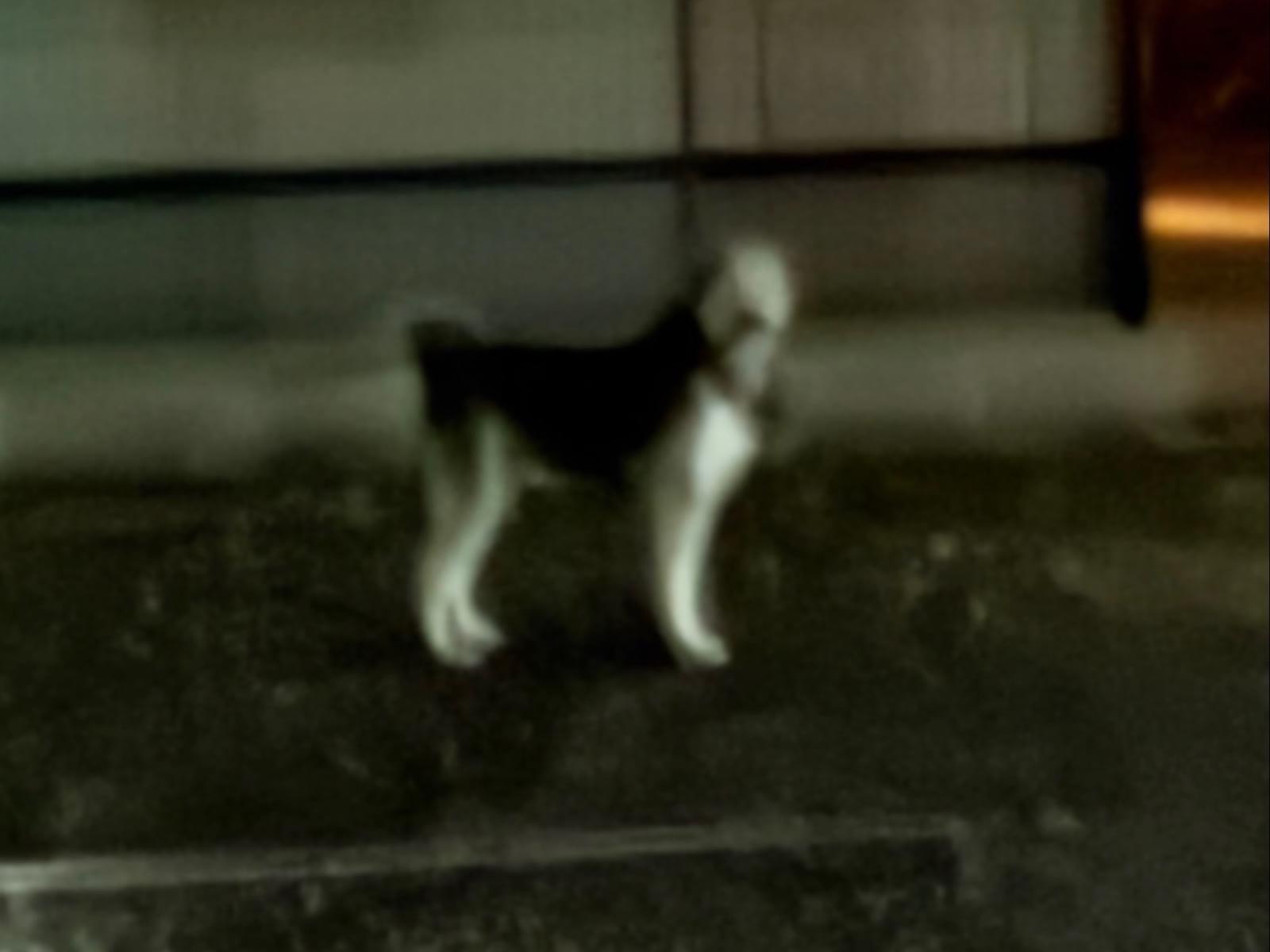 目撃された犬