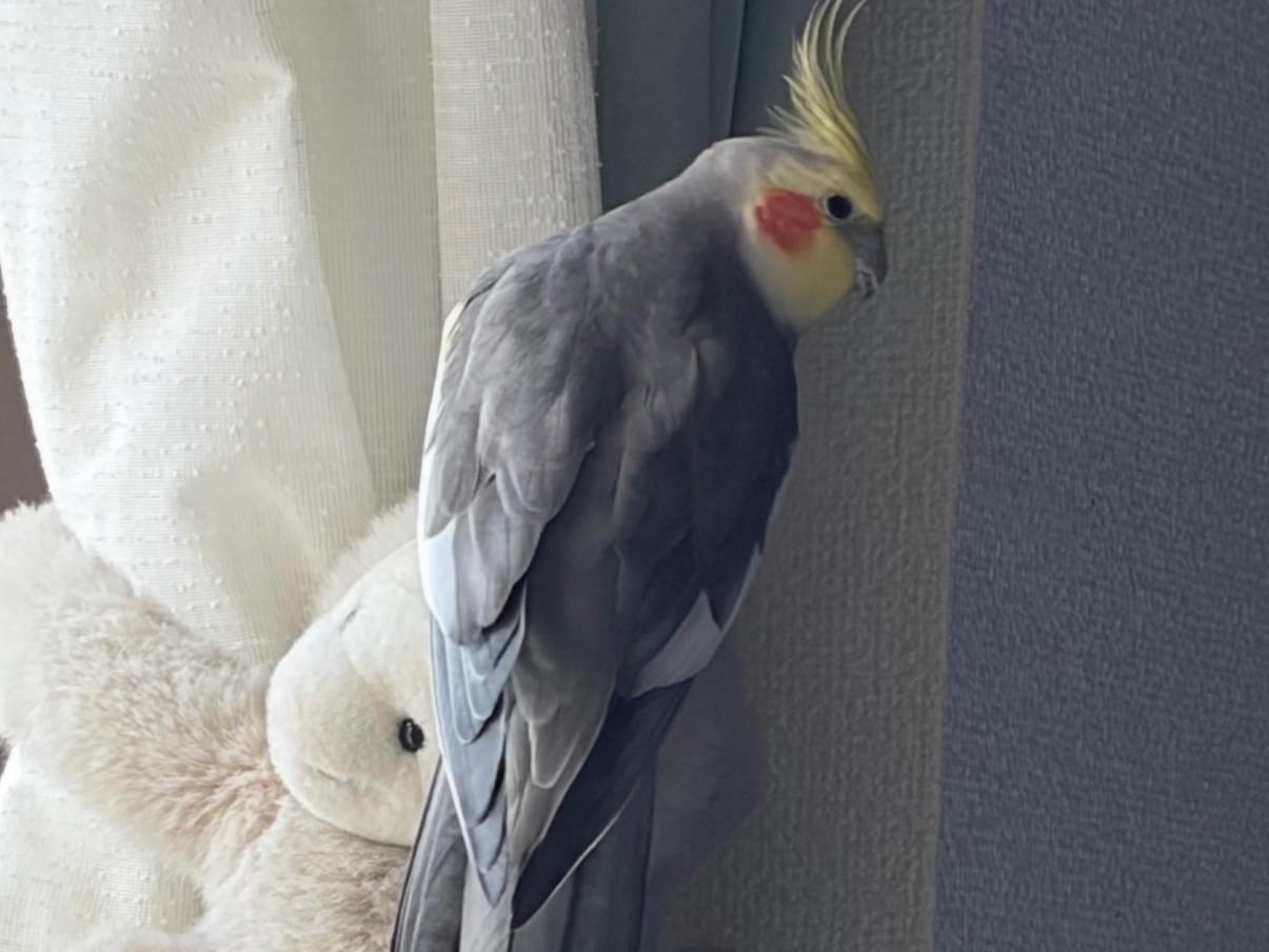 ココちゃん ココちゃん