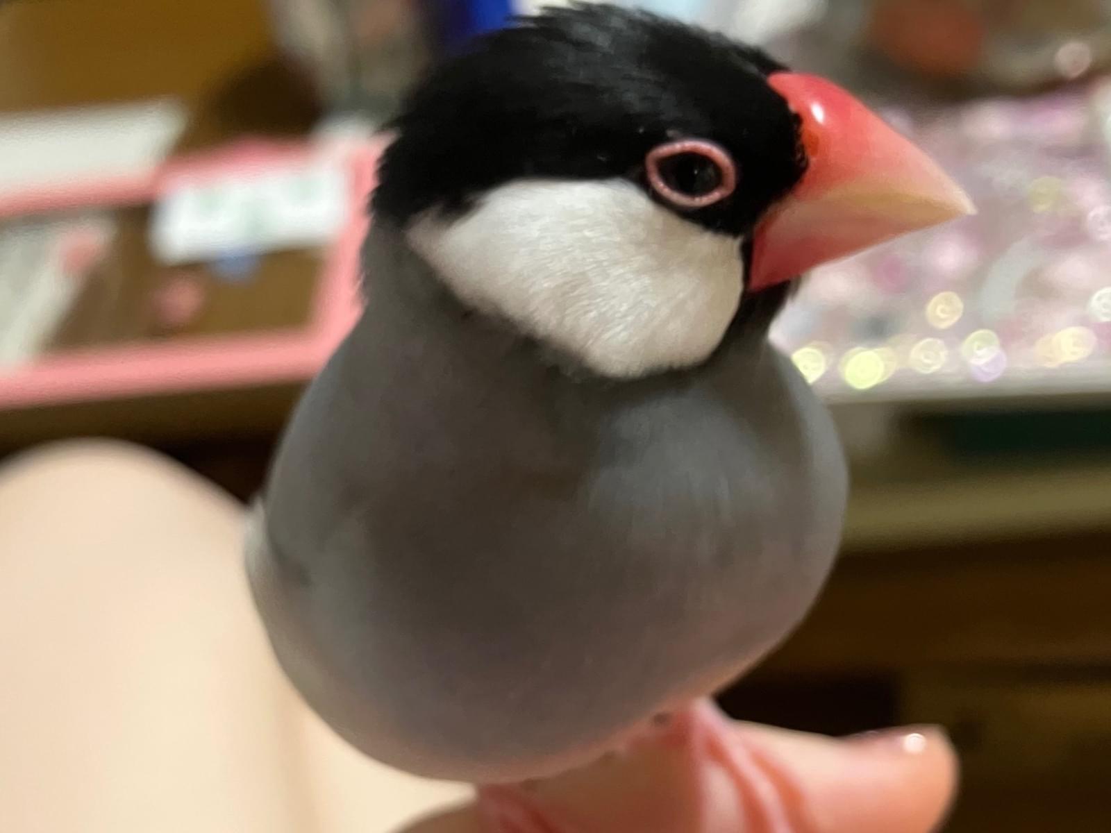 コーちゃん コーちゃん