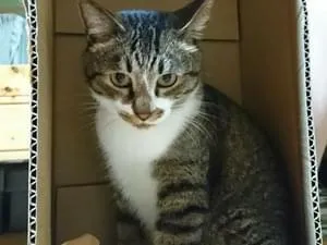 白猫ページです。 Mサイズ植毛あり サンプルページ キジ白 白猫 ぶち猫の通販 by