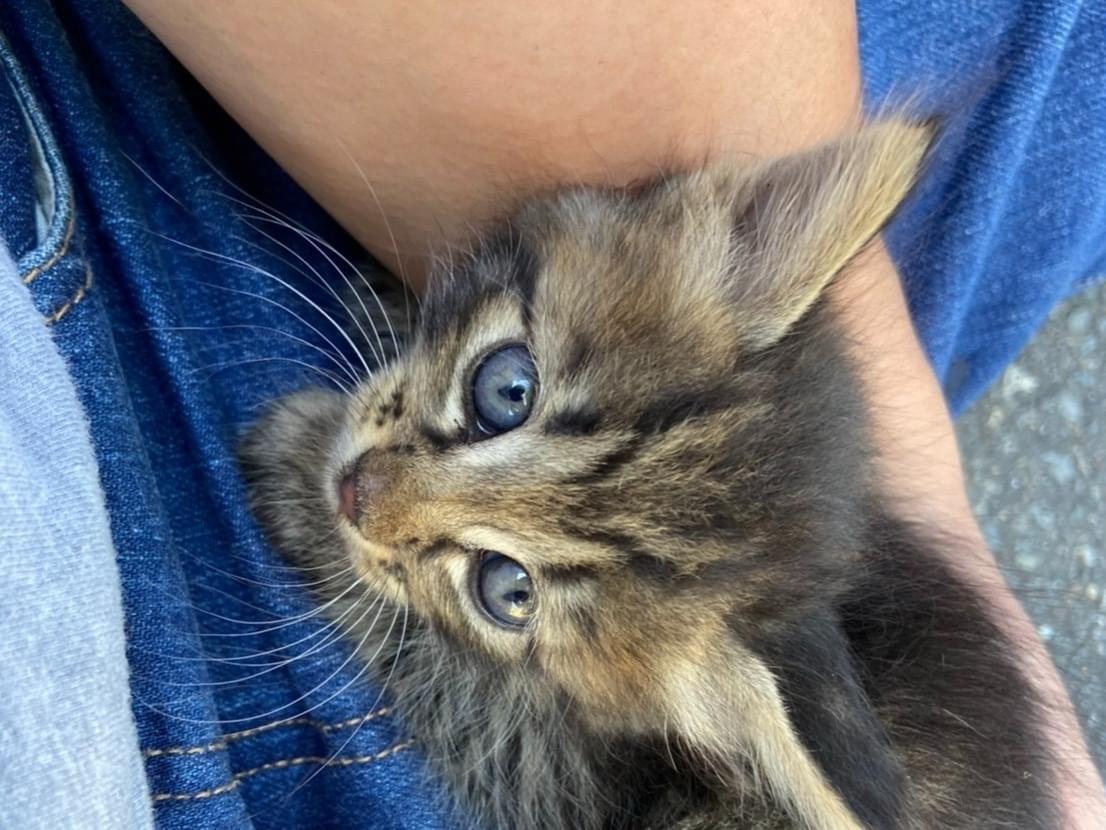保護された猫 保護された猫