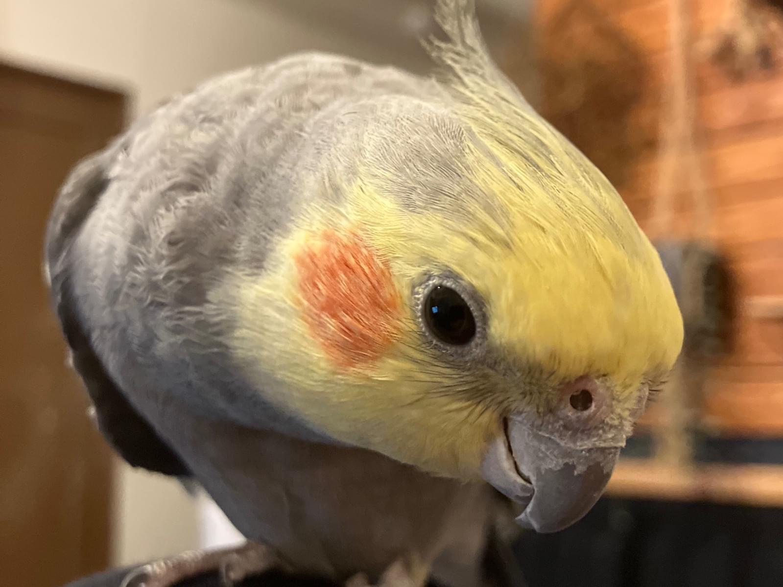 ピムちゃん ピムちゃん