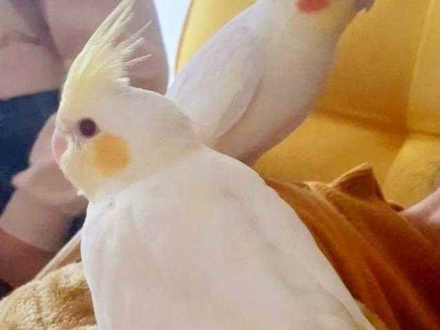 ちょんまげちゃん ちょんまげちゃん