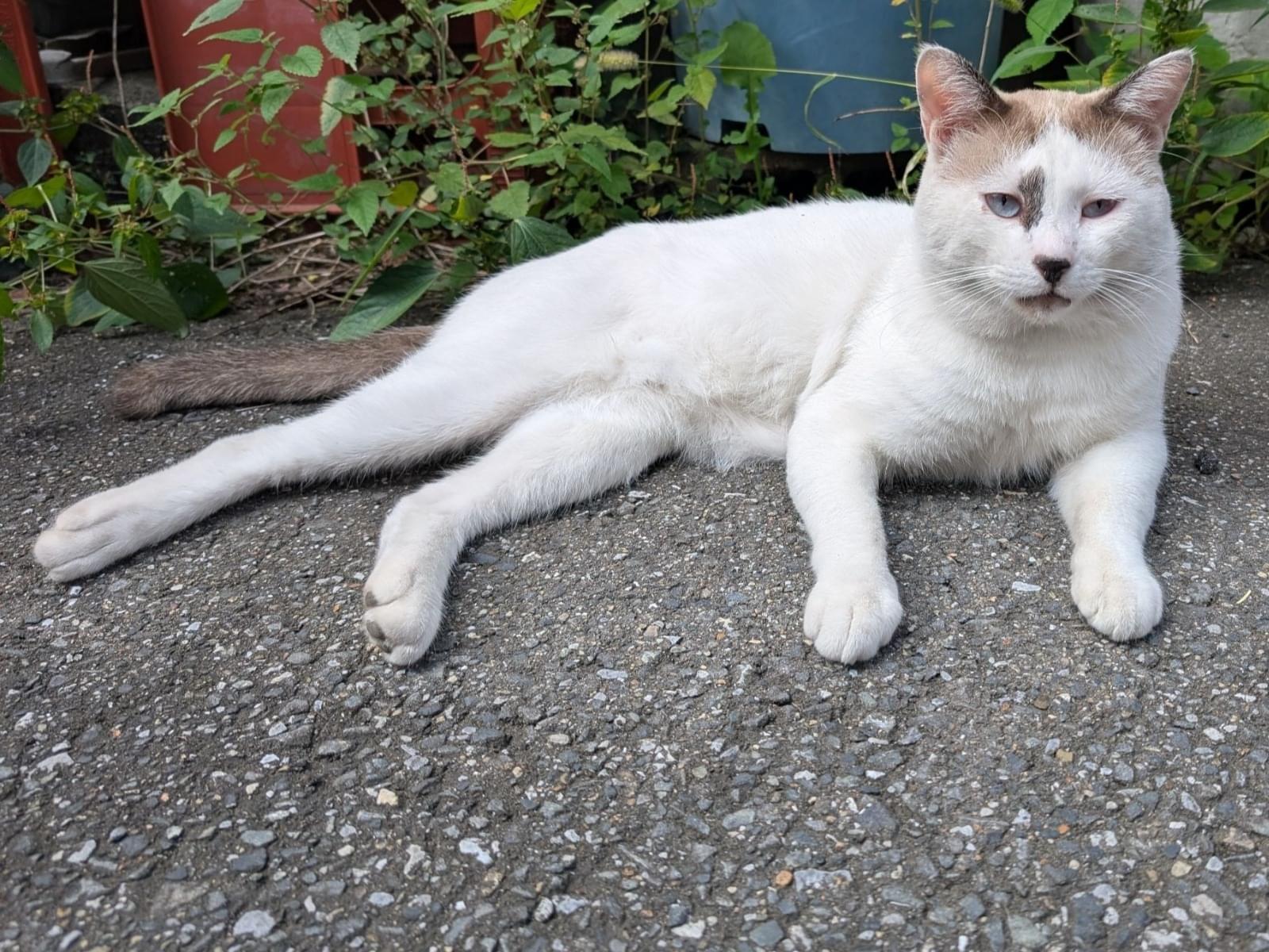 目撃された猫 目撃された猫