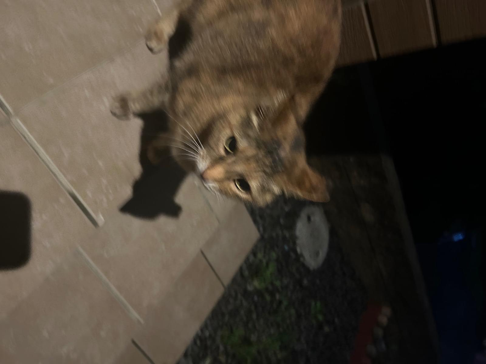 目撃された猫 目撃された猫