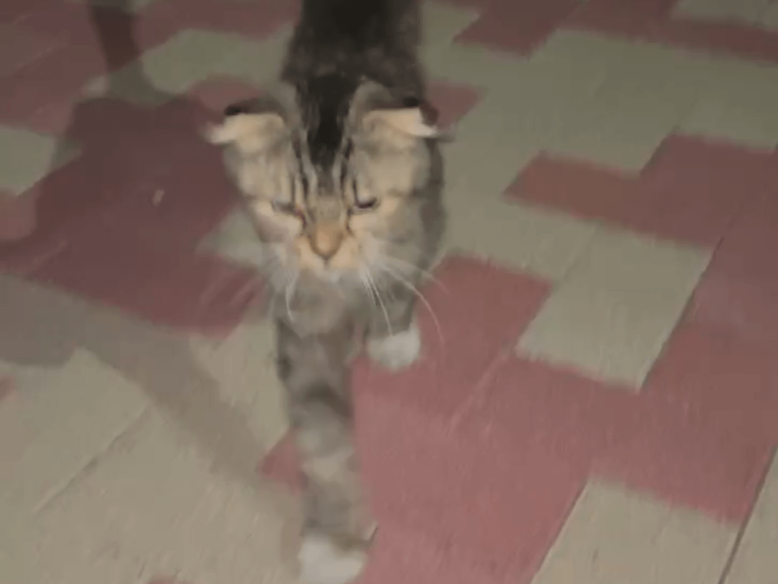保護された猫