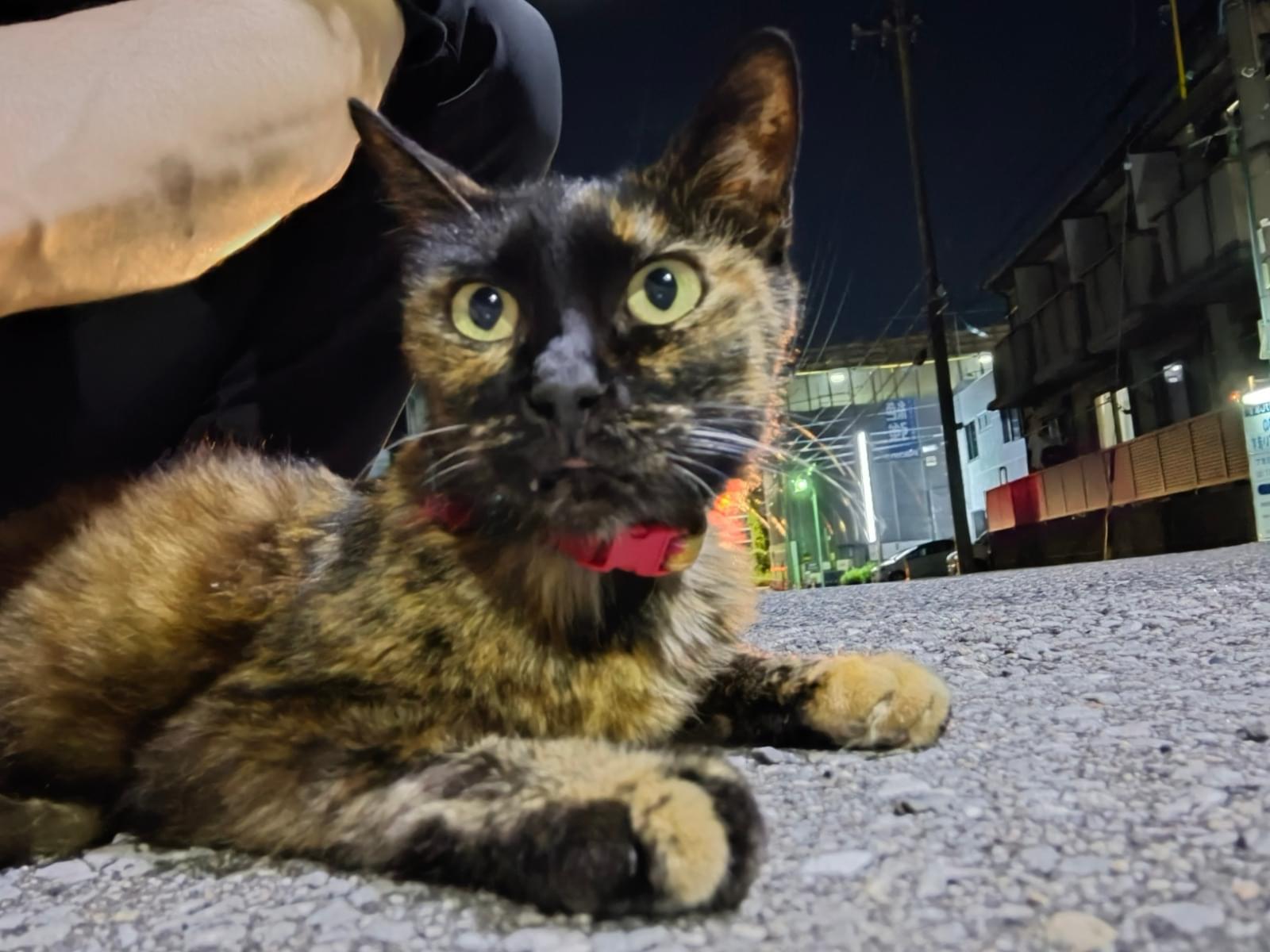 目撃された猫 目撃された猫