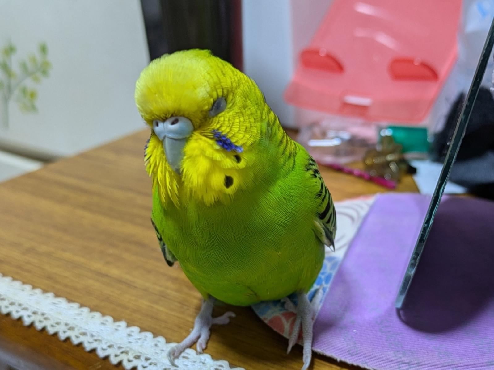 ポコちゃん ポコちゃん