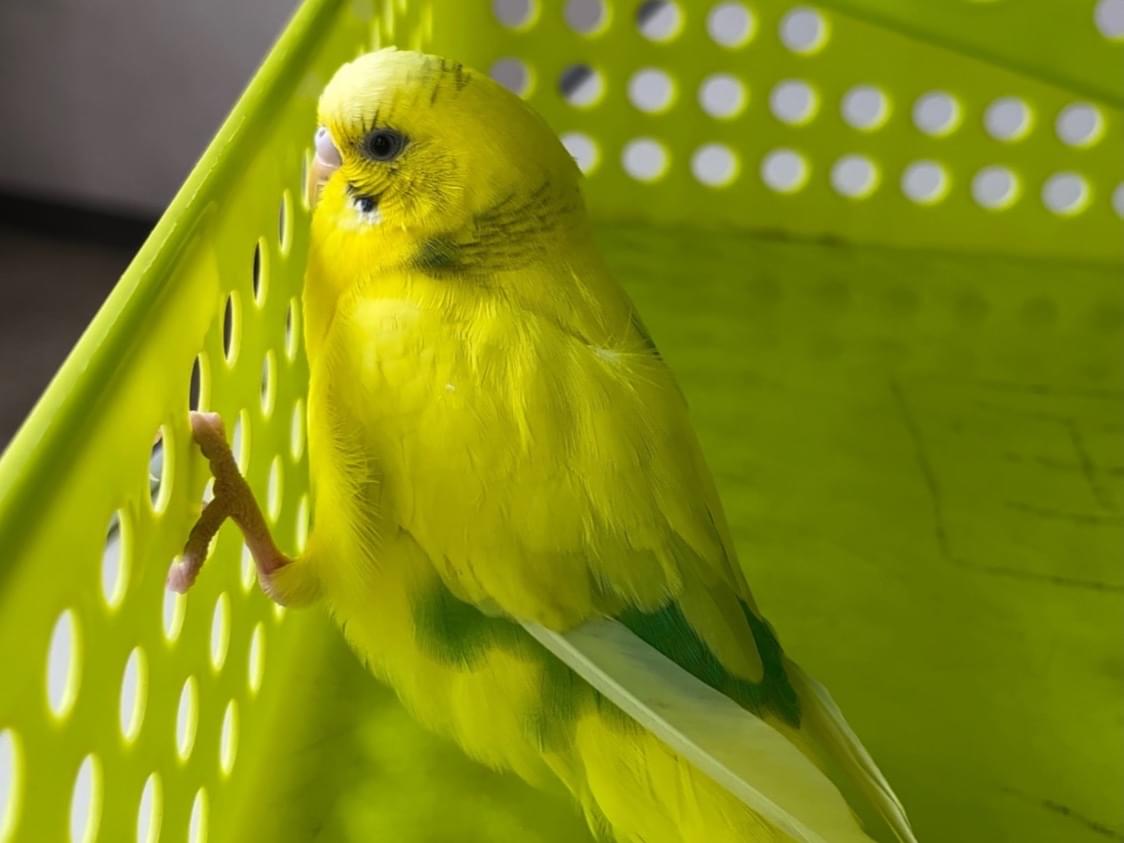 保護された鳥 保護された鳥