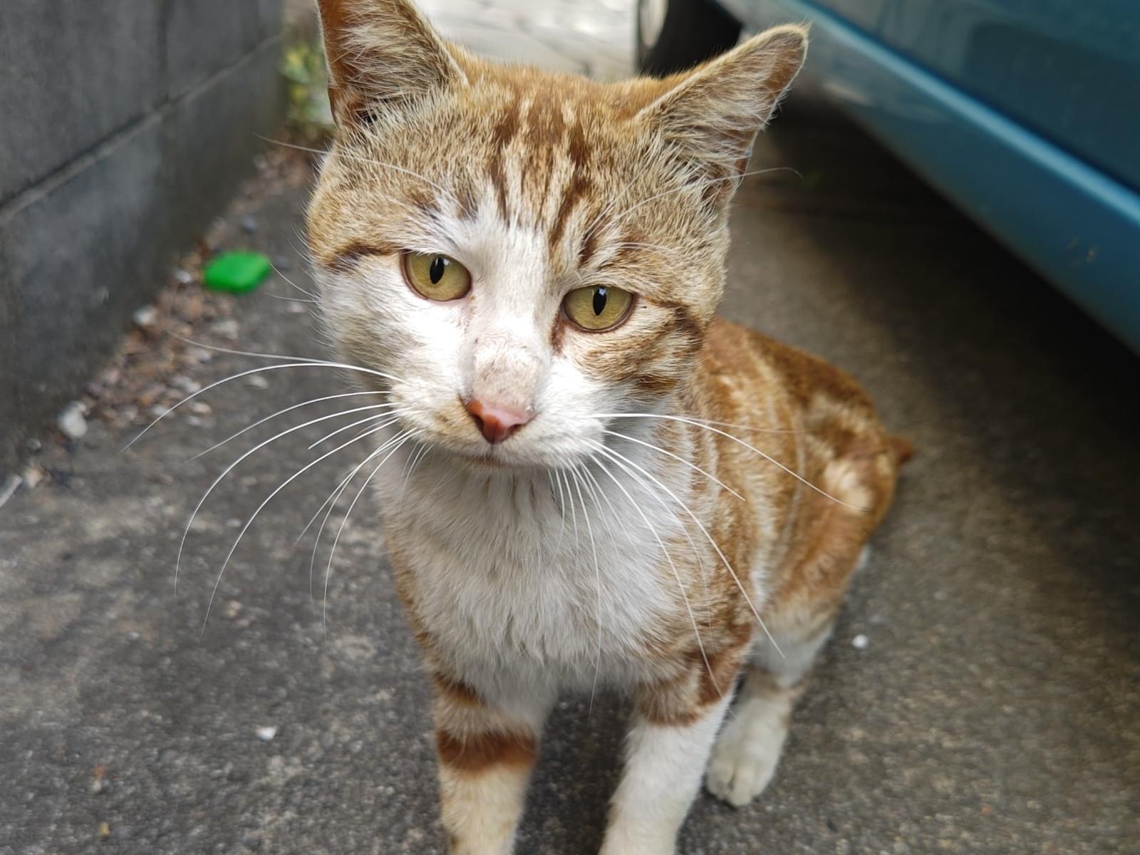 目撃された猫 目撃された猫