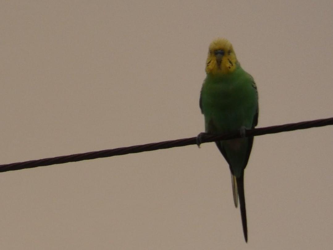 目撃された鳥 目撃された鳥