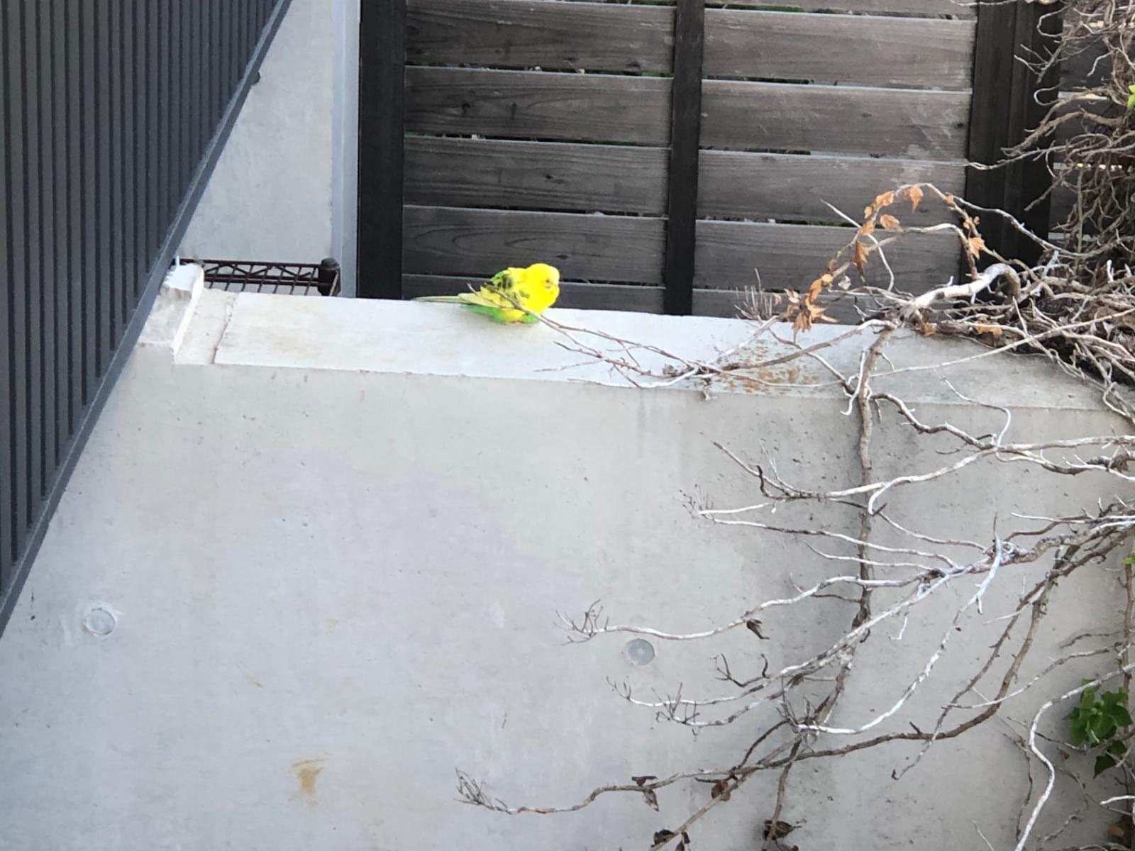 目撃された鳥 目撃された鳥