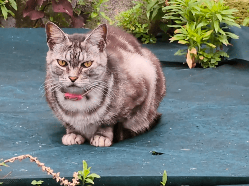 目撃された猫