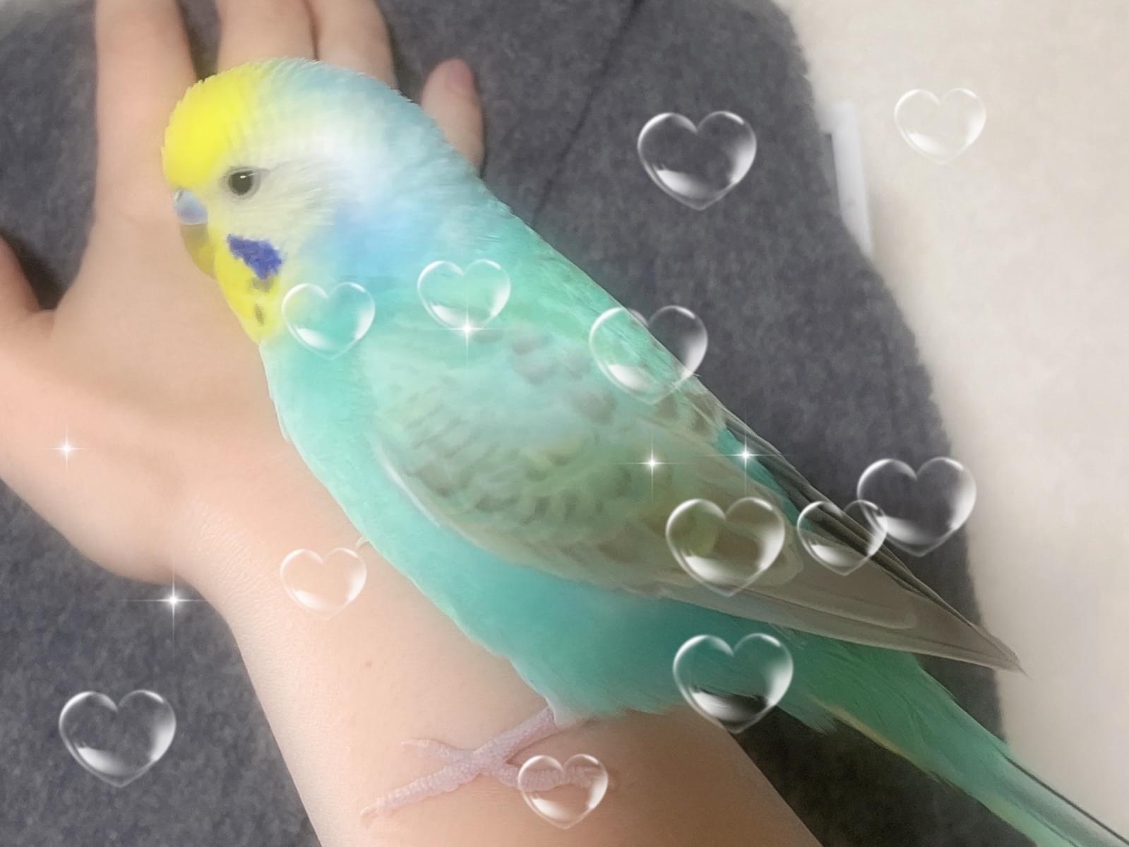 ソラちゃん ソラちゃん