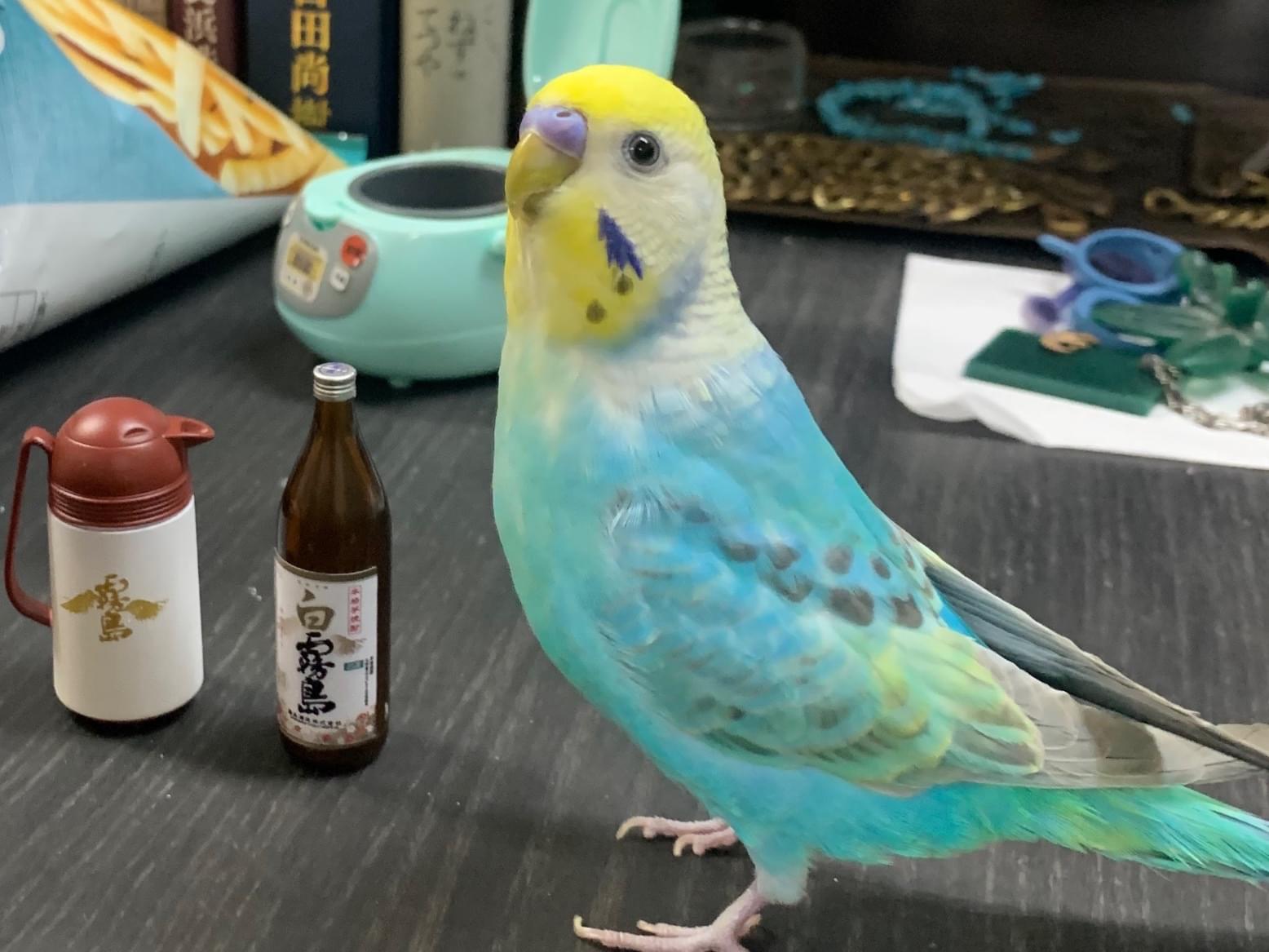 コジャケちゃん コジャケちゃん