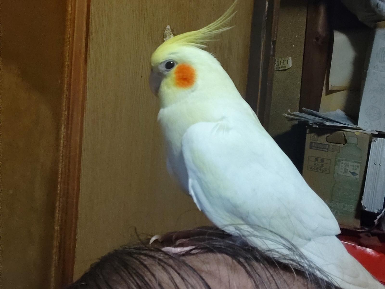 ぴよんちゃん ぴよんちゃん