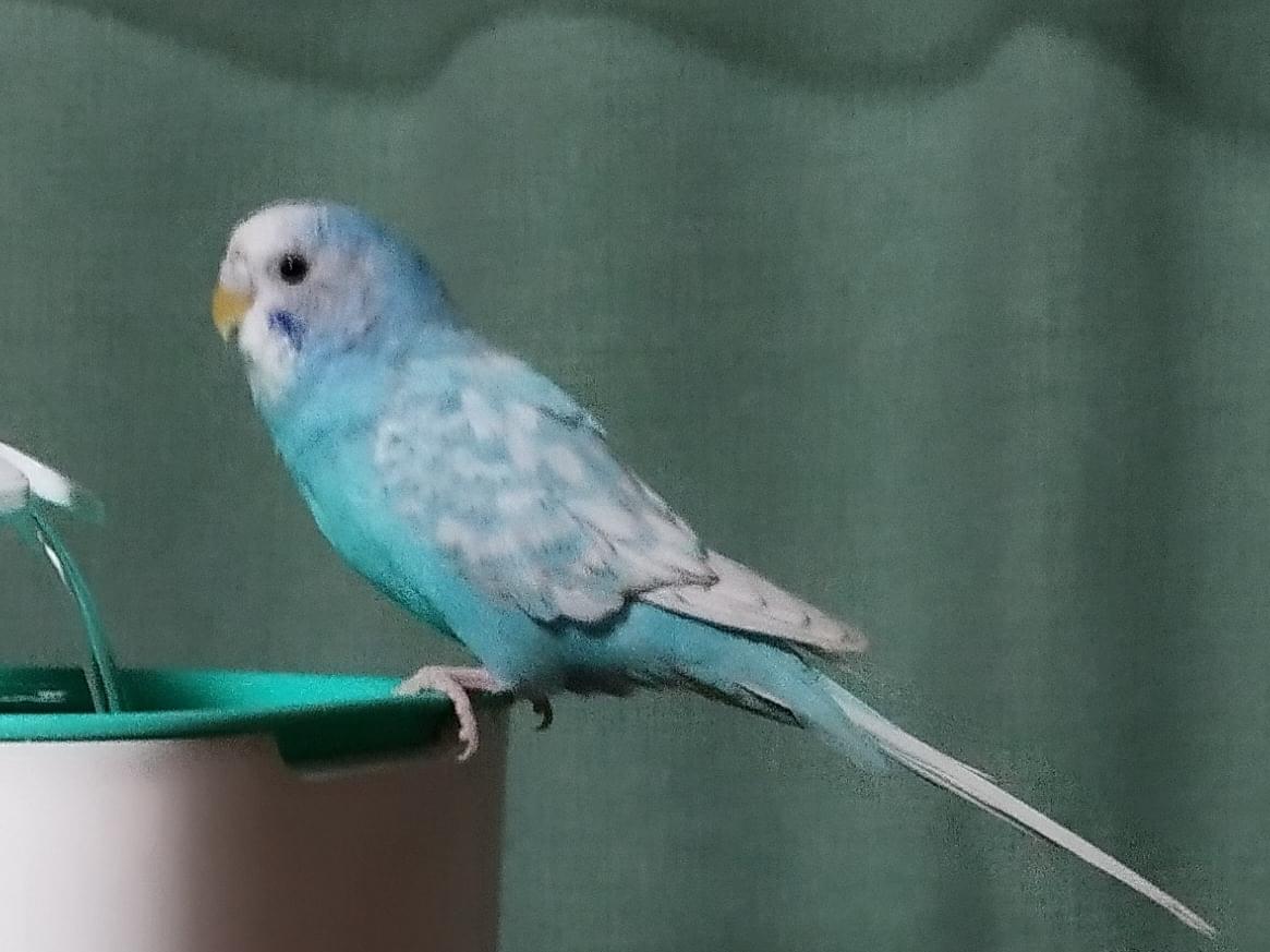ネコちゃん ネコちゃん