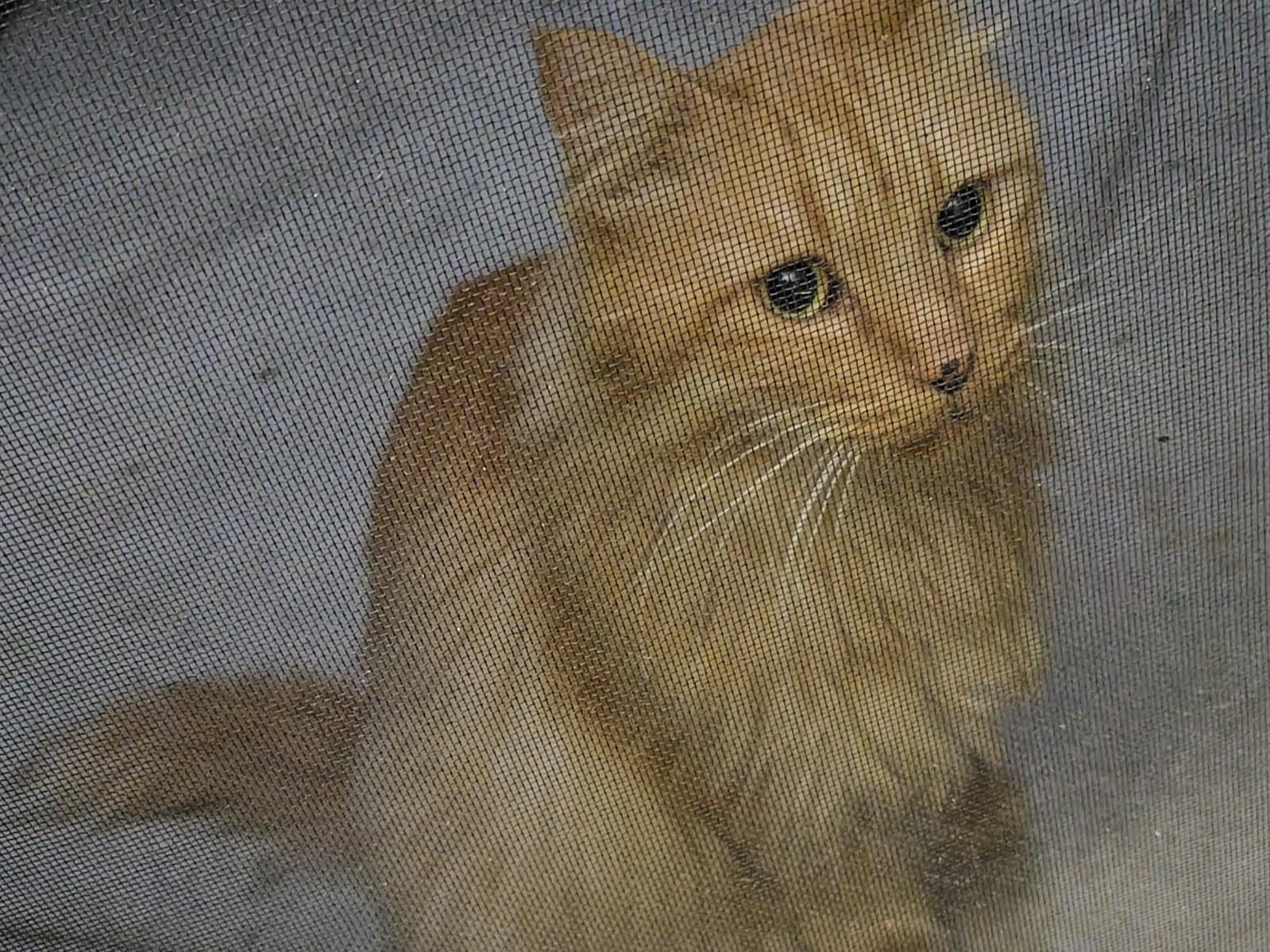 目撃された猫