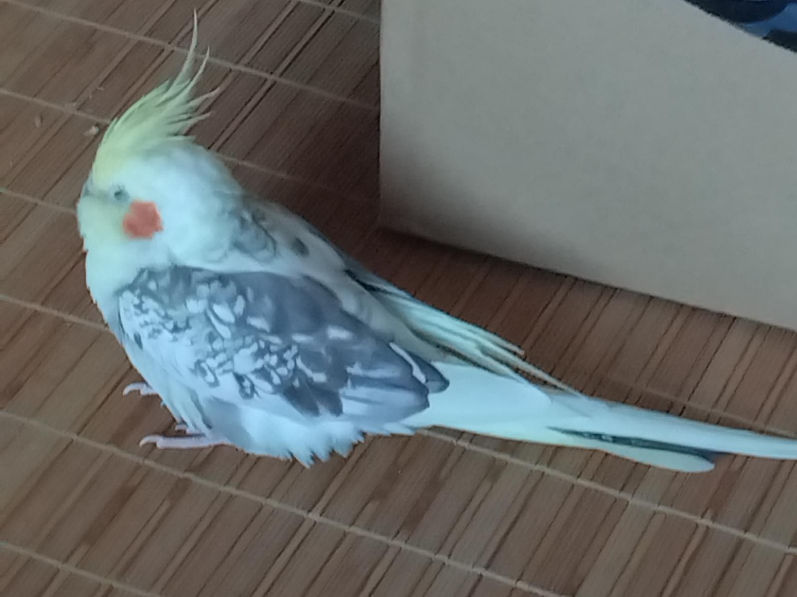 てんしちゃん