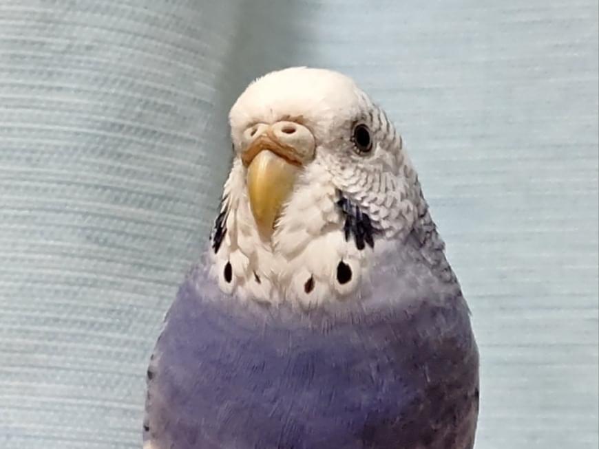 チロちゃん チロちゃん